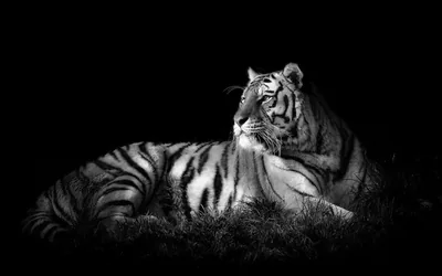 Tiger Resting in Black and White HD Wallpaper