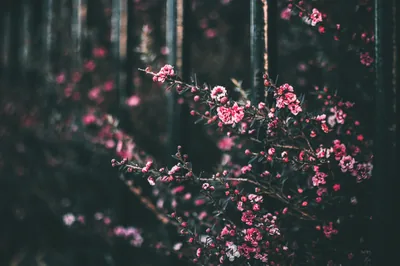 Pink Blossom Against a Dark Fence HD Wallpaper