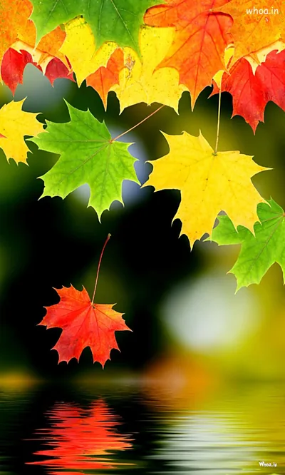 HD Nature Phone Wallpapers Phone Backgrounds, Nature