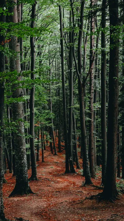 Tall Beech Trees Above a Red Trail HD Phone Wallpaper