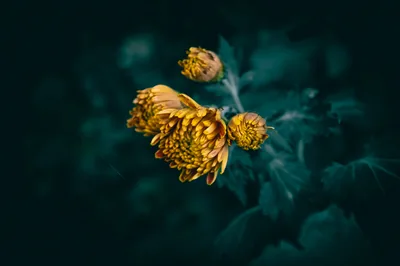 Yellow Chrysanthemums in Dark Green HD Wallpaper