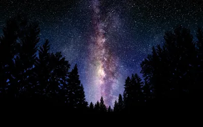Pine Tree Silhouettes Under the Milky Way HD Wallpaper