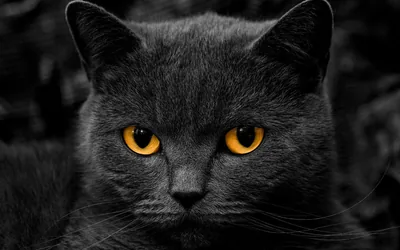 British Shorthair with Orange Eyes HD Wallpaper