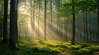 Sun Rays Through Green Forest Trees HD Wallpaper