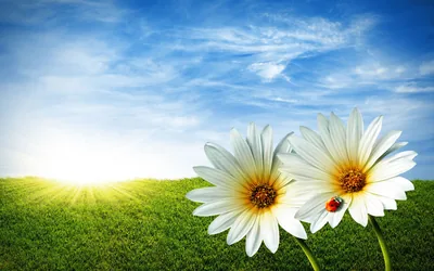 White Daisies With a Ladybug HD Wallpaper