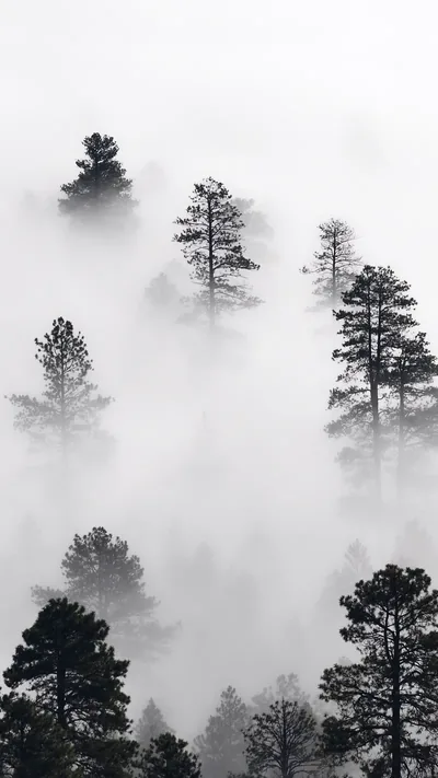 Foggy Pine Hillside in Soft Grey HD Phone Wallpaper