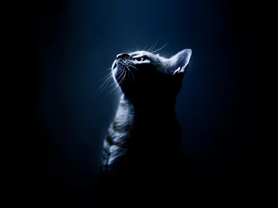 Rim-Lit Cat Looking Up in Blue HD Wallpaper
