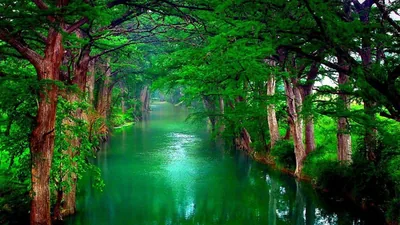 4k Nature Green Wallpapers 4k Nature Green Backgrounds