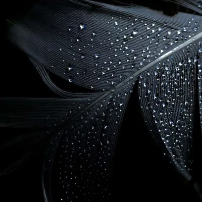 Black Luxury Feather Wallpaper
