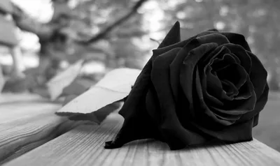 Black Roses Wallpapers Black Roses Backgrounds