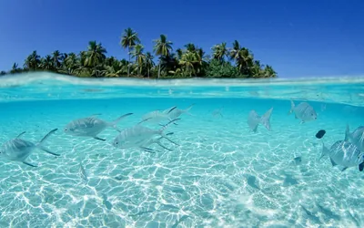 Split View of Fish Below a Palm Island HD Wallpaper