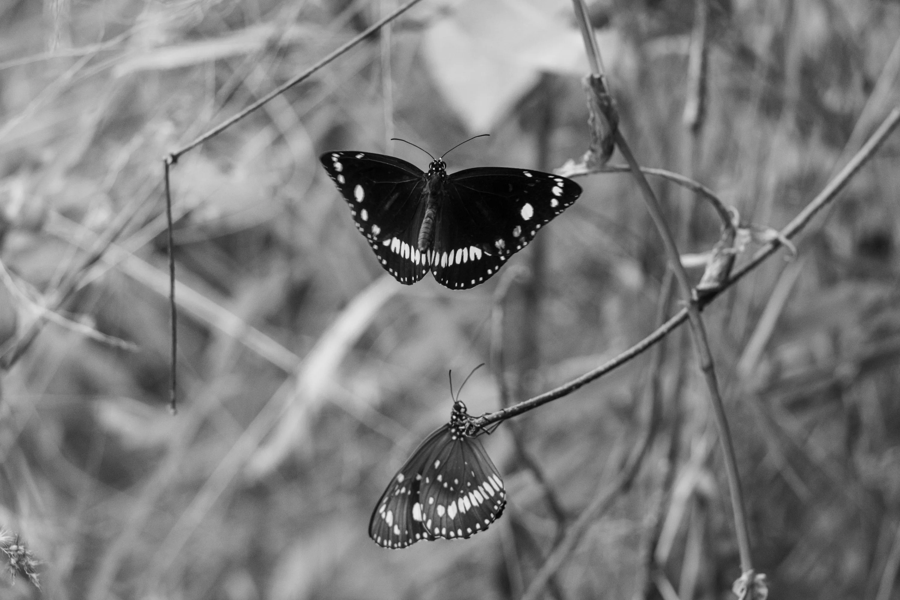 Black Butterfly Photos, The BEST Free Black Butterfly Stock Photos & HD Images