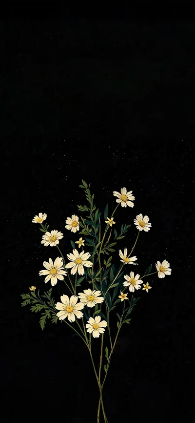 White Daisies on Black for iPhone HD Wallpaper