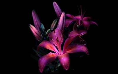 Purple Flowers With Black Background