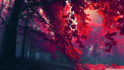Red Autumn Forest in Mist HD Wallpaper