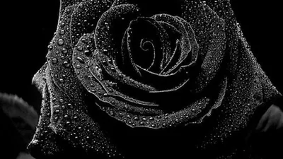 Rose with Water Drops in Monochrome HD Wallpaper
