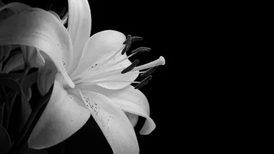 White Lily Close-Up in Monochrome HD Wallpaper