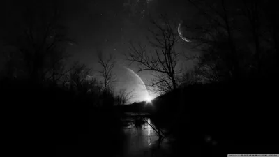 Moonlit Treeline in Black and White HD Wallpaper