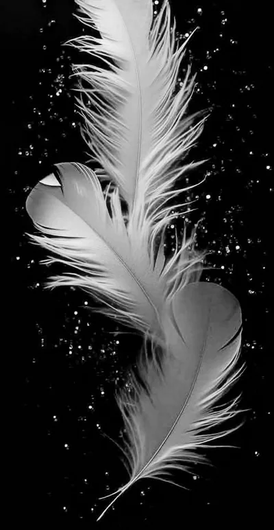 Aesthetic wallpaper feathers