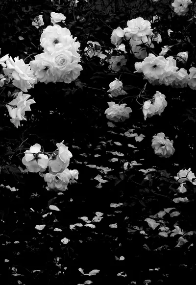 Elegant Black Flower Aesthetic Wallpaper for Chic Spaces