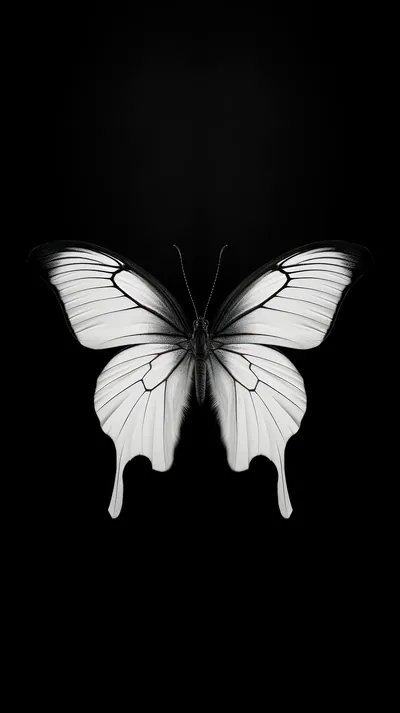 Dark Butterfly Wallpaper Butterfly Pattern Thin White Line On Black