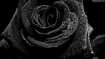 Dark Rose Covered in Water Drops HD Wallpaper