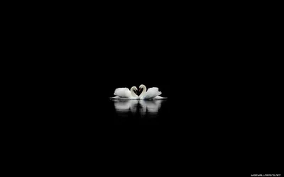 Black Love Wallpaper Wallpapers