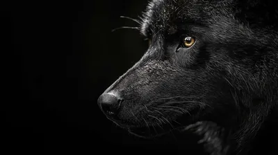 Black And White Wolf Wallpaper Hd For Pc Desktop 4k