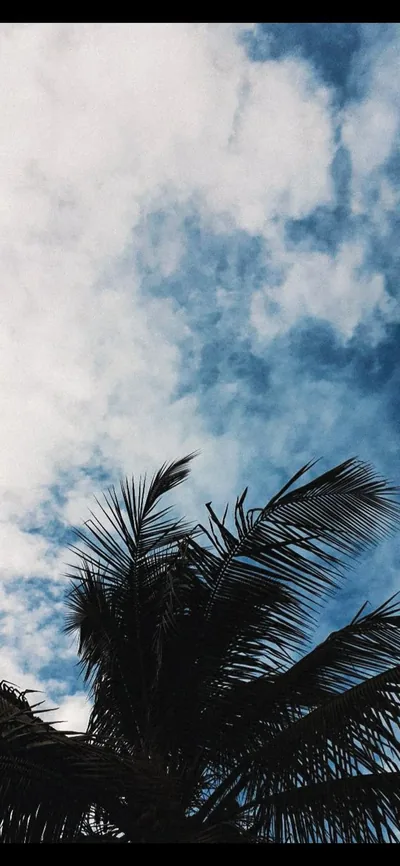 Palm Leaves Against a Cloudy Sky HD Phone Wallpaper