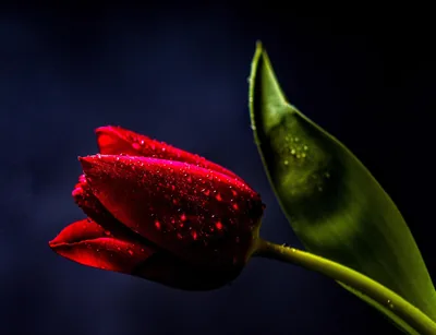 Red Tulip Against a Dark Background HD Wallpaper