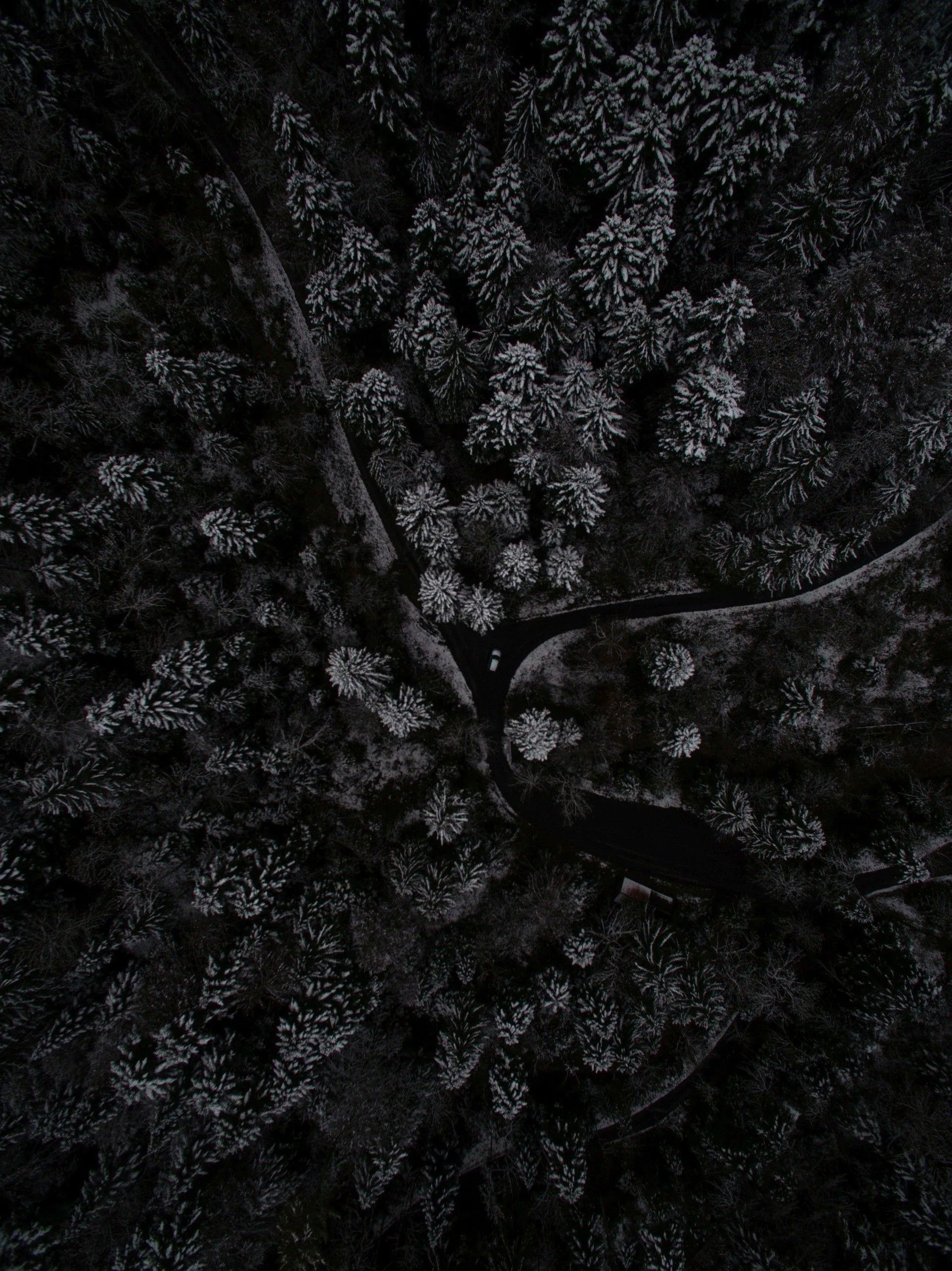 Looking straight down at pine forest dusted with snow, a pale road curving through the trees near the middle of a tall frame.