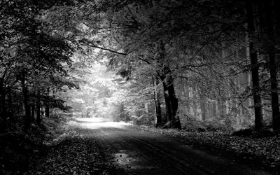 Unpaved Road Curving Through Trees HD Wallpaper