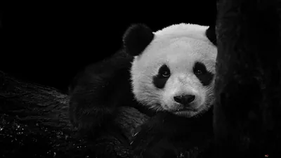 Panda black and white HD wallpaper