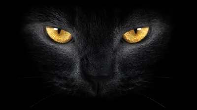 Golden Cat Eyes Emerging from Black HD Wallpaper