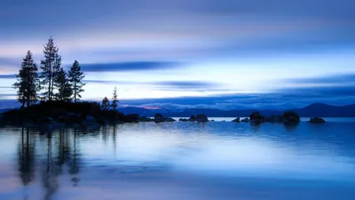 Pine Trees on a Rock at Blue Hour HD Wallpaper