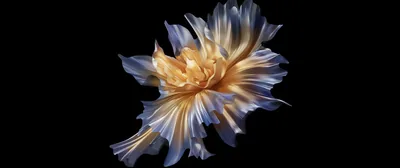 Translucent Flower in Gold and Blue HD Wallpaper