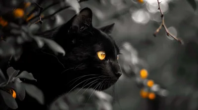 Cat in Profile Among Orange Berries HD Wallpaper
