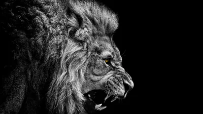 Roaring Lion in Black and White HD Wallpaper