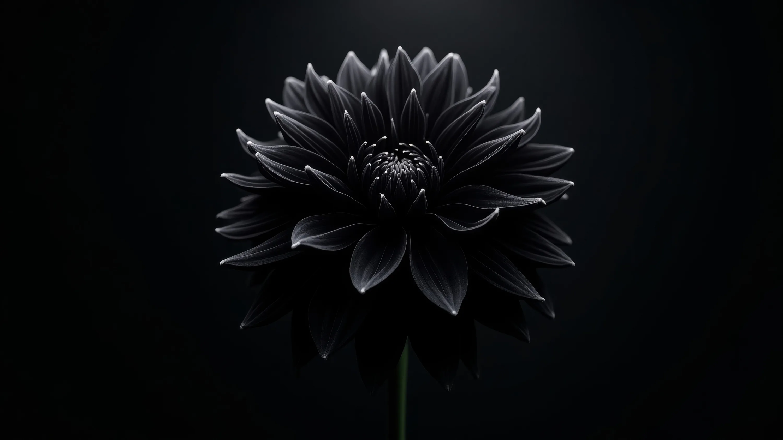 black flower petals art in black background 4K HD Black Wallpapers