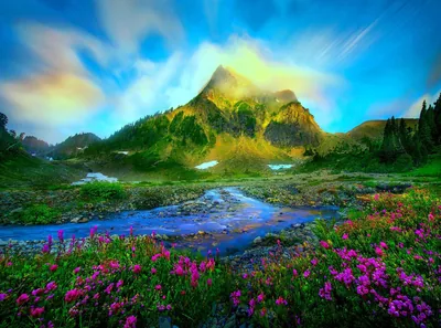 Magenta Heather Beside a Mountain Stream HD Wallpaper