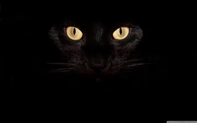 Black Wallpaper Desktop Wallpapers