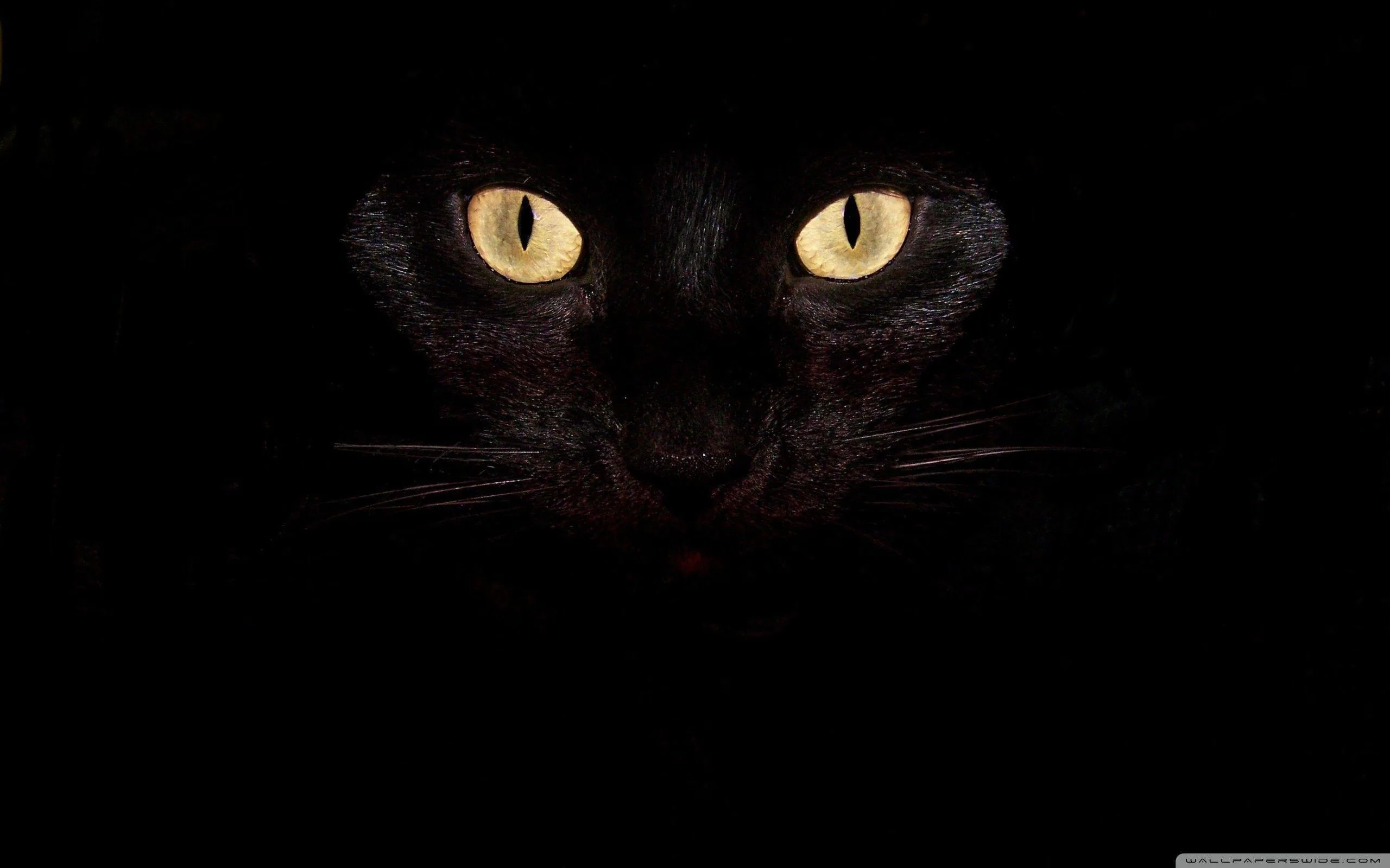 Black Cat Wallpaper Desktop Wallpaper
