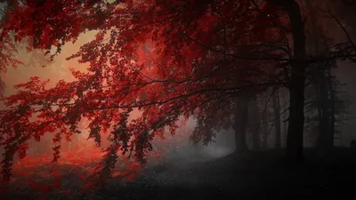 Autumn Red Trees in Foggy Forest HD Wallpaper