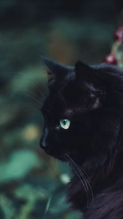 Cute Black Cats Wallpaper