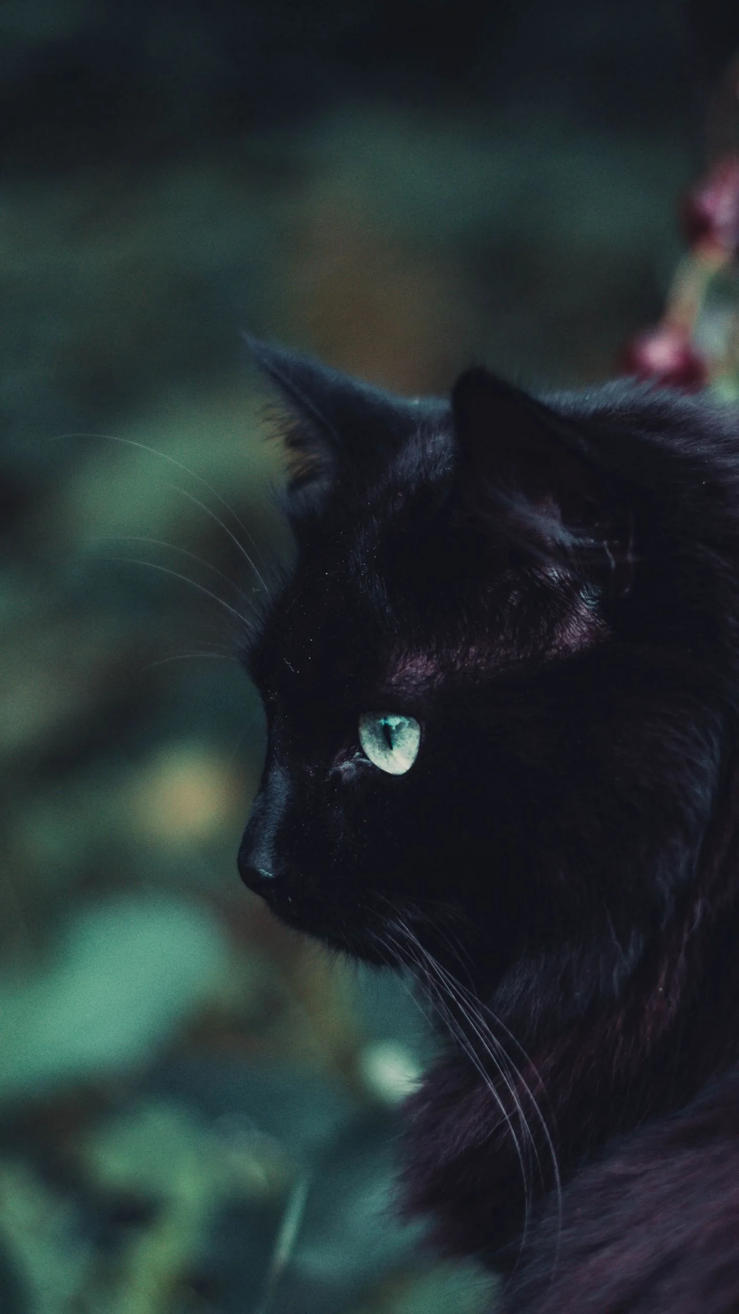 Cute Black Cats Wallpaper