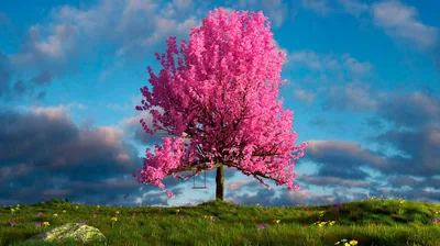 Pink 4K Wallpapers Pink 4K Backgrounds