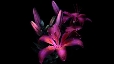 Magenta Lilies Wet with Rain HD Wallpaper