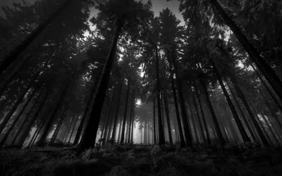 Black Wood Wallpaper 4K Wallpaper