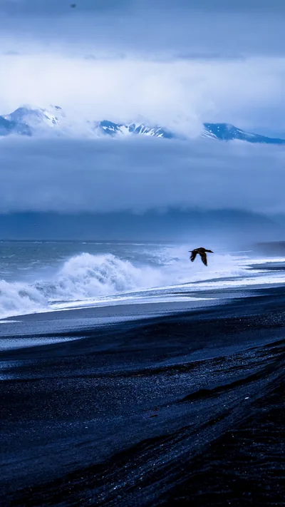 Bird Over a Black Sand Beach HD Phone Wallpaper