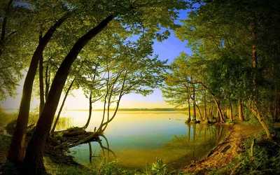 Lakeshore Framed by Arching Trees HD Wallpaper